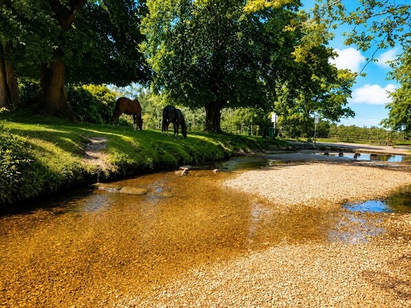 A natural landscape with a clear stream, trees, and horses grazing.
