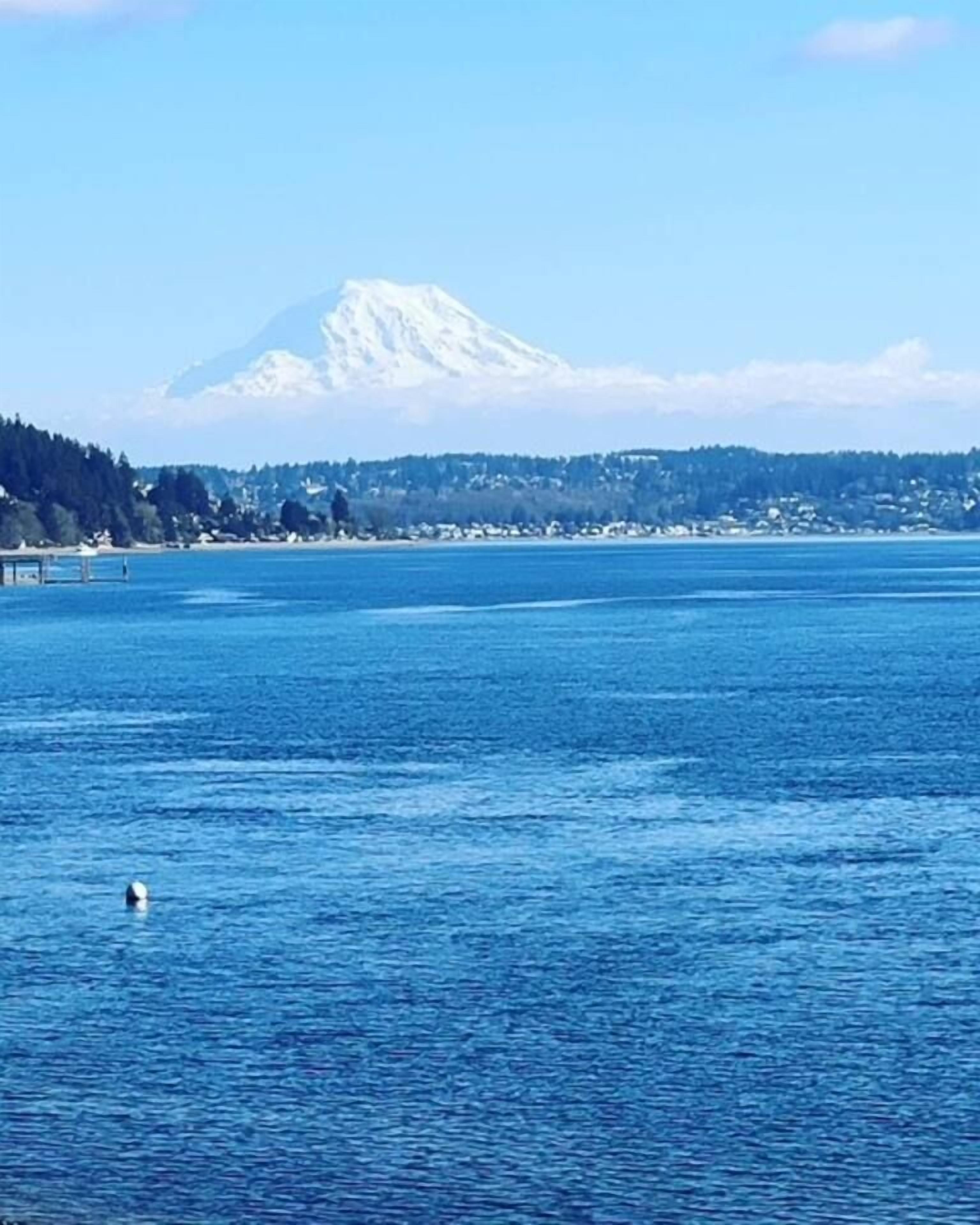 A body of water with a distant snow-capped mountain and a forested shoreline.