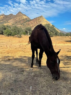 A horse grazing in a dry grass field with mountains in the background. - Agate Ranch - Views | River Access | EV Charging (Three Rivers)