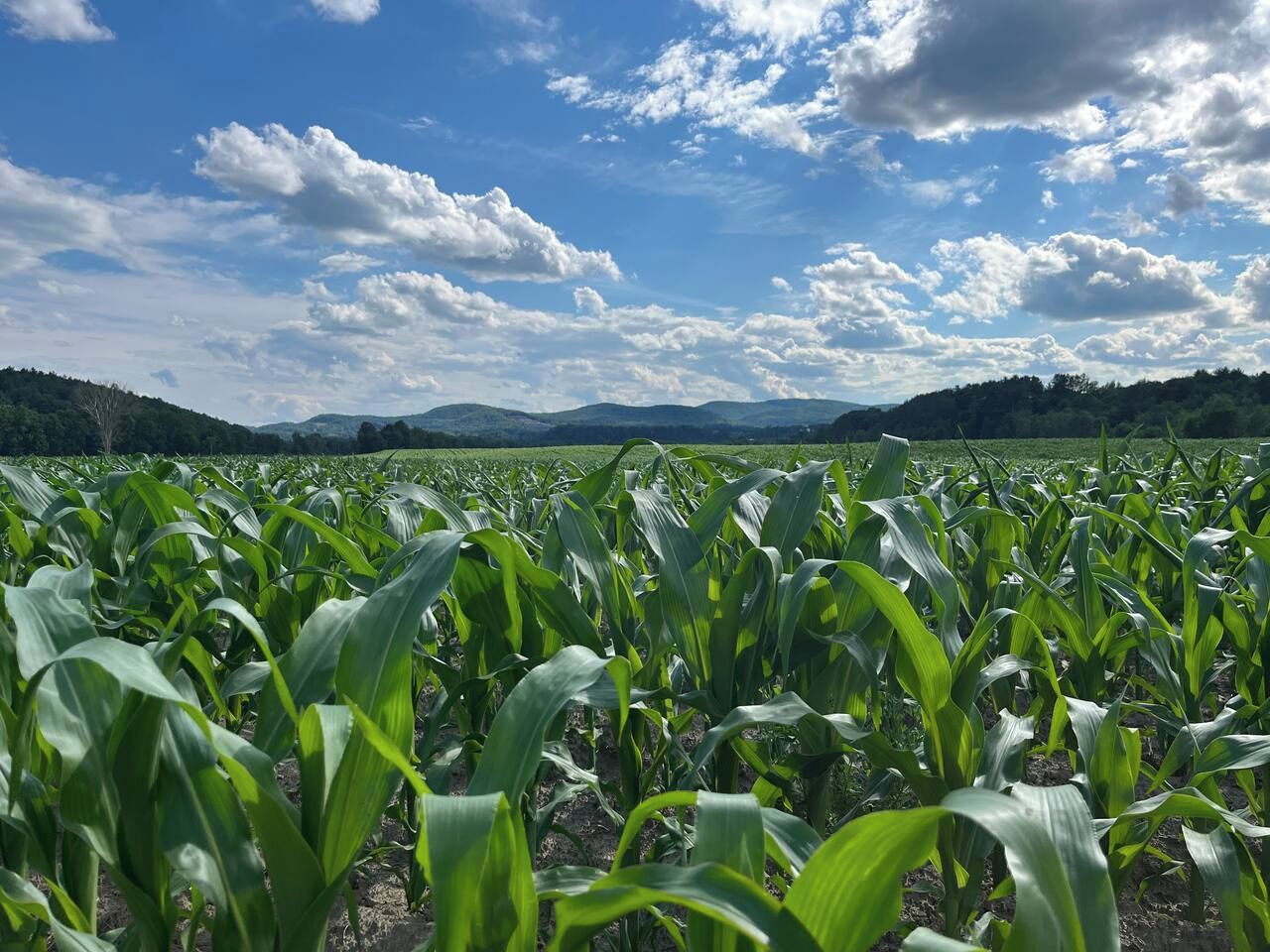 Un campo de cultivos bajo un cielo parcialmente nublado.