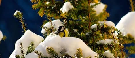 Primer plano de un pino cubierto de nieve con un pájaro posado en él.