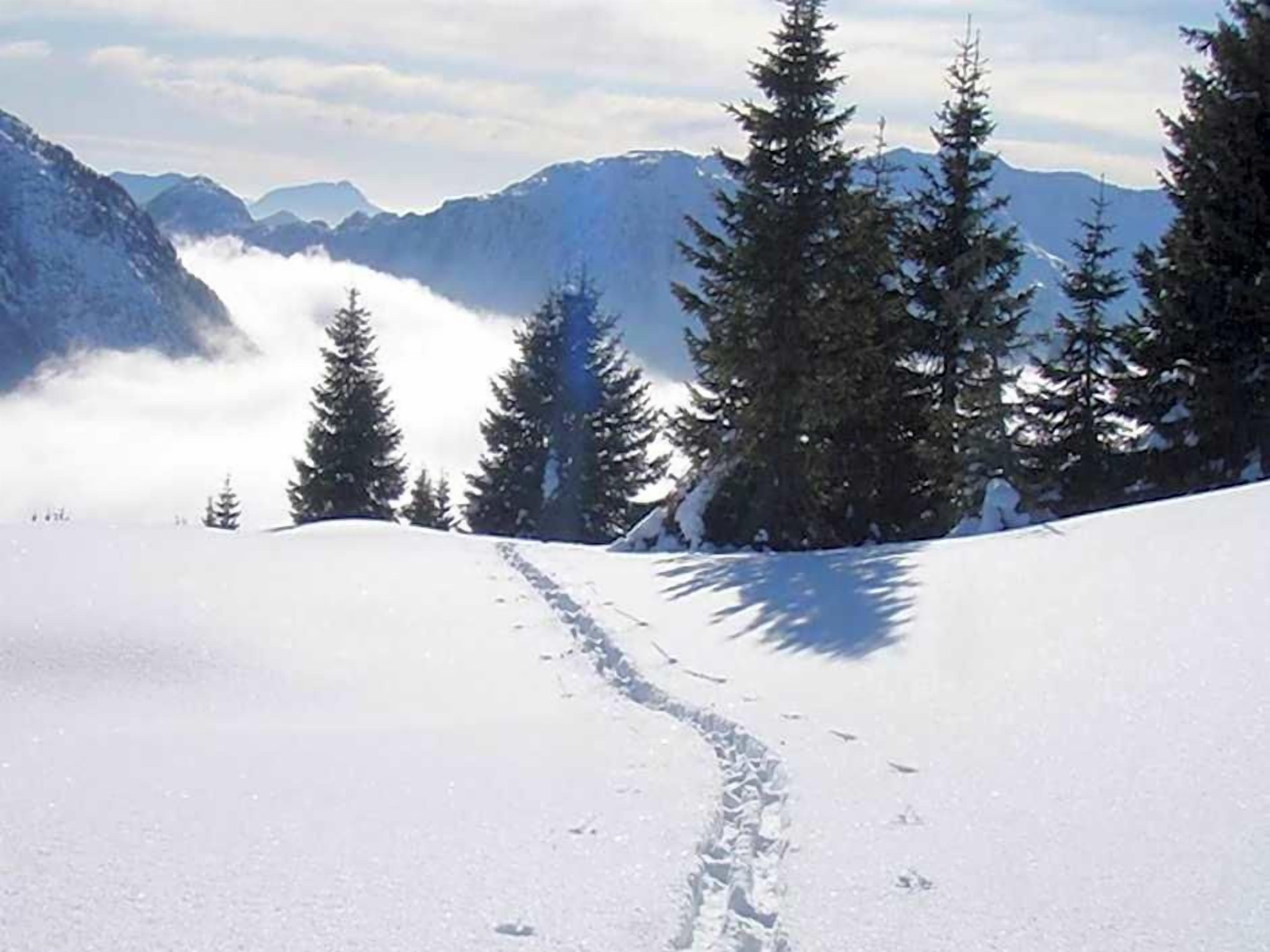 Un camí amb neu a la muntanya, amb arbres i una serralada de muntanyes al fons.