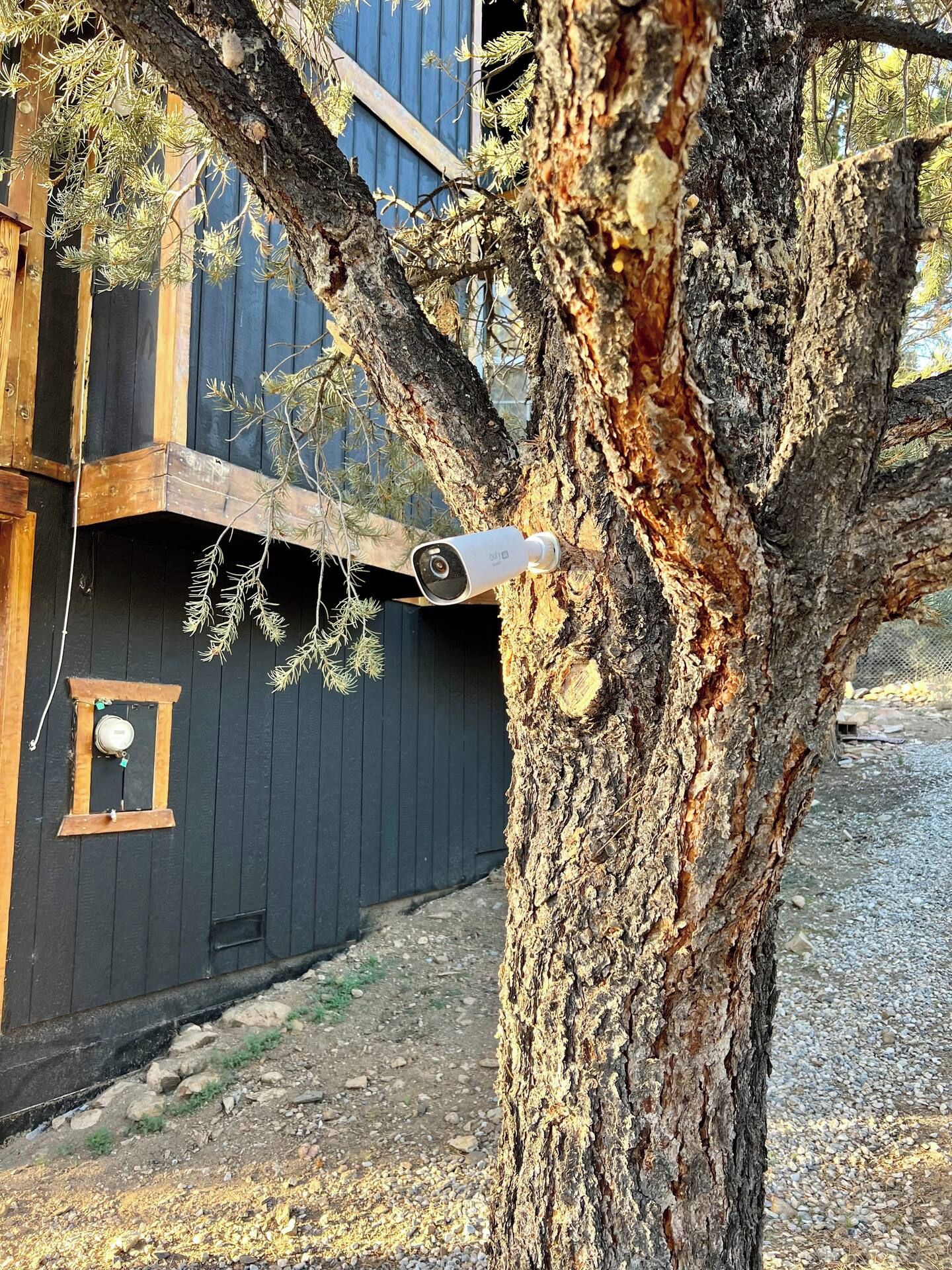 A tree with a camera mounted on it, a wooden structure with a window, and a building with a dark facade.