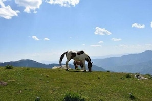 A horse grazing on a grassy hill with mountains in the background.