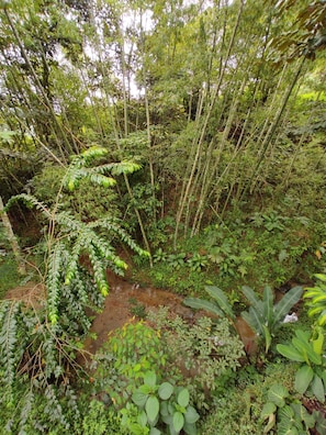A dense forest with a variety of trees and undergrowth, a small stream, and a rocky terrain.