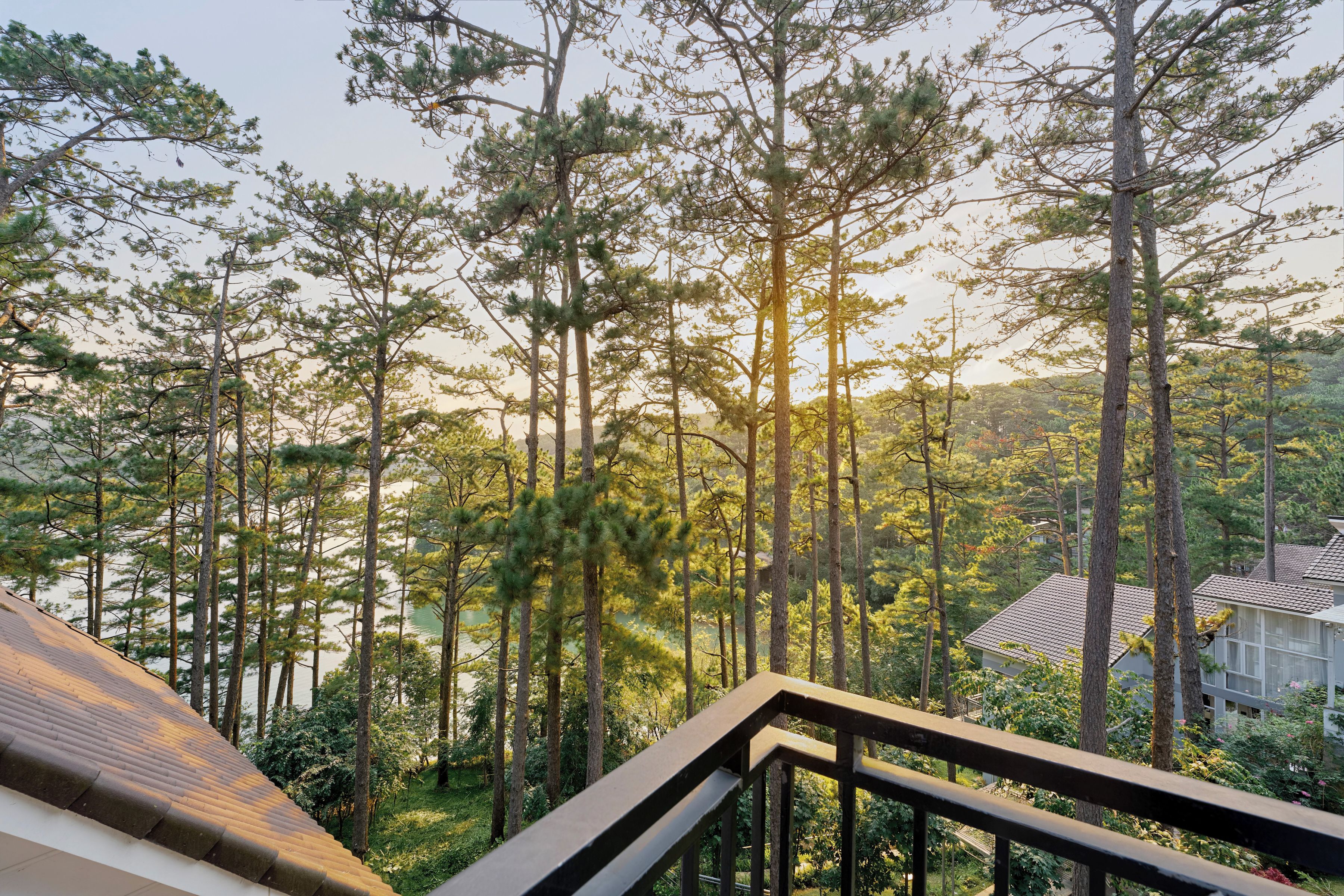 A residential area with tall pine trees, a wooden deck, and a house with a tiled roof.