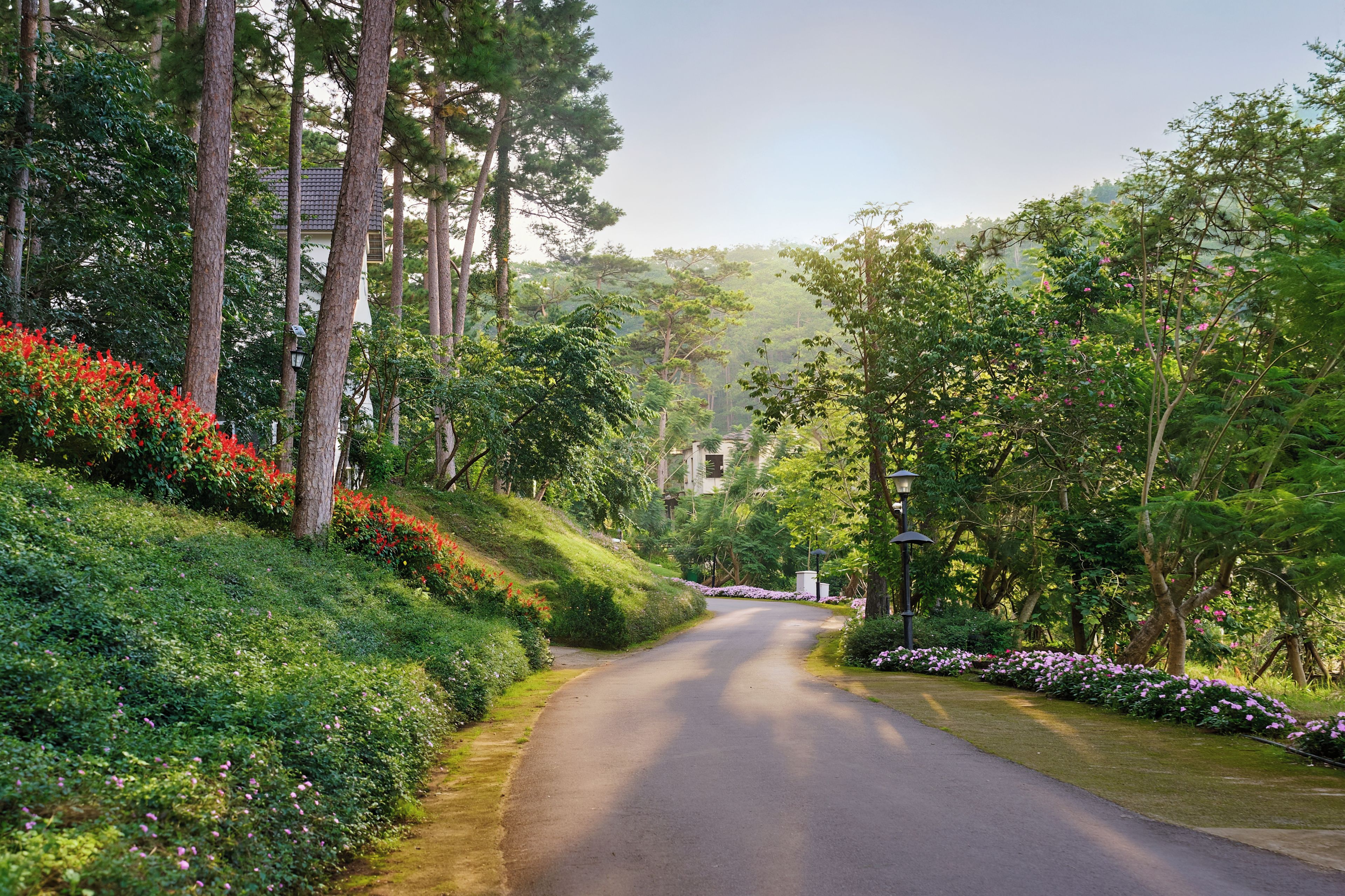 A paved road flanked by lush greenery and flowering plants.