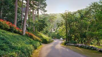A paved road flanked by lush greenery and flowering plants.