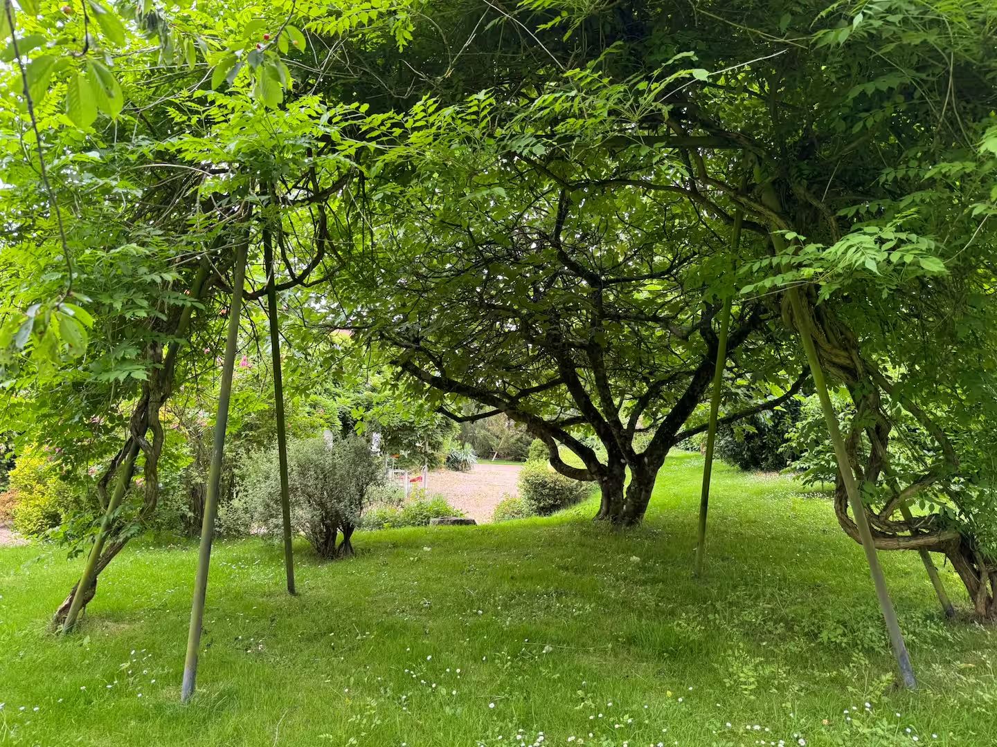 A lush garden with a variety of trees and a well-maintained lawn.