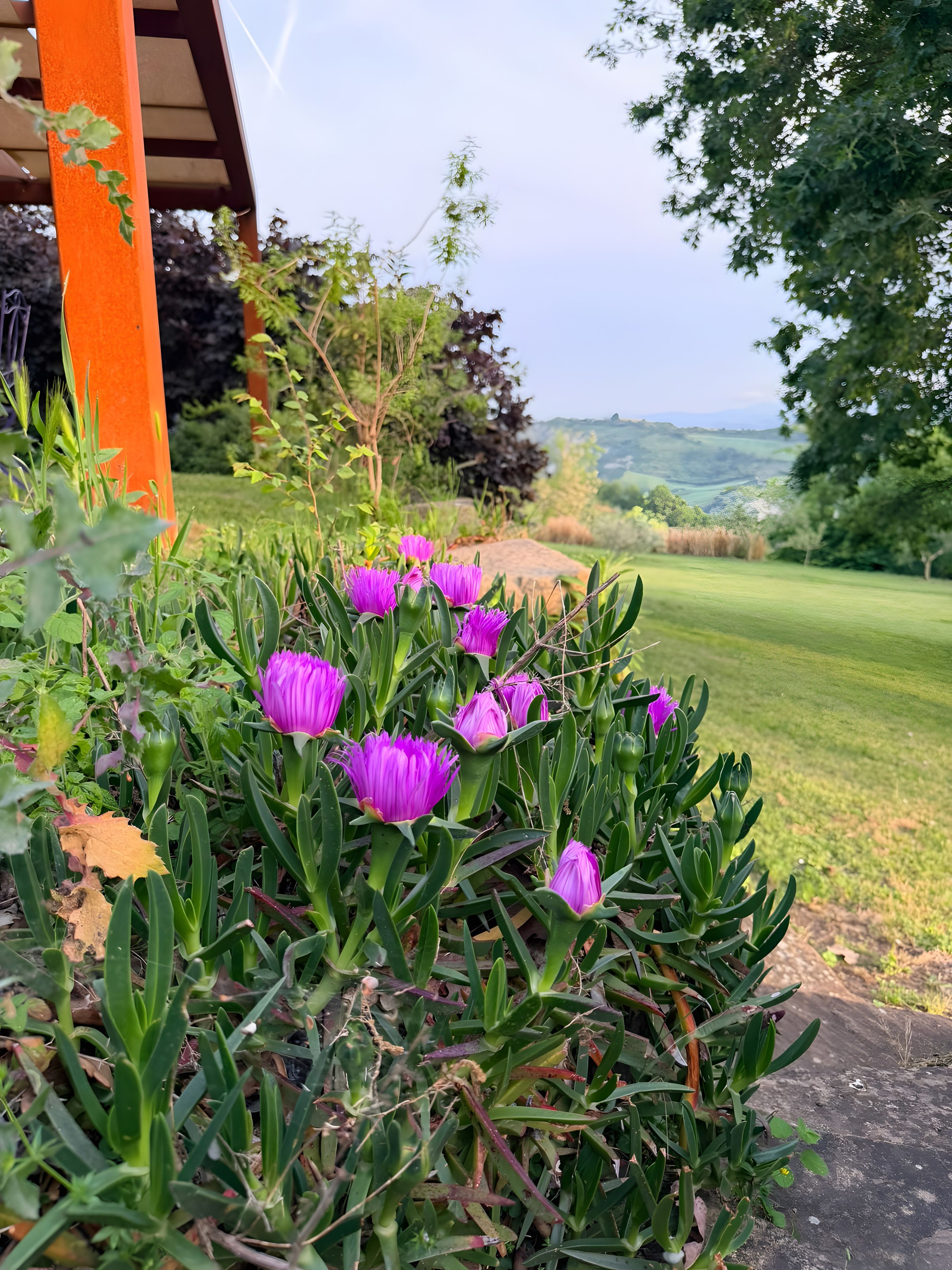 Un jardin où poussent des fleurs violettes, offrant une vue sur un paysage verdoyant.