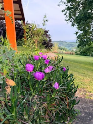 A garden with purple flowers and a view of a green landscape. - Villa 'Cubetto' with Wi-Fi and Air Conditioning (Cesena)