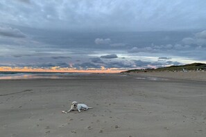 Ein Strand mit einem Hund, der im Sand liegt, Fußabdrücken und einem bewölkten Himmel.
