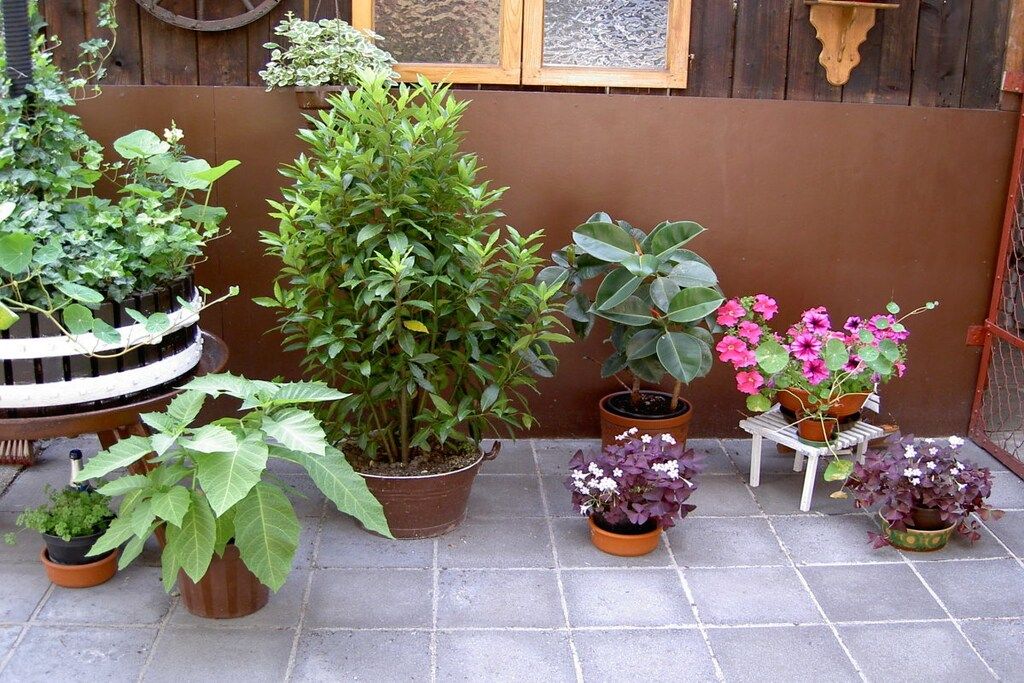 Verschiedene Kübelpflanzen auf einer gefliesten Terrasse.