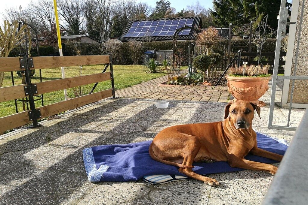 Un perro descansando sobre una estera en un jardín con un panel solar, una cerca de madera y una planta en maceta.