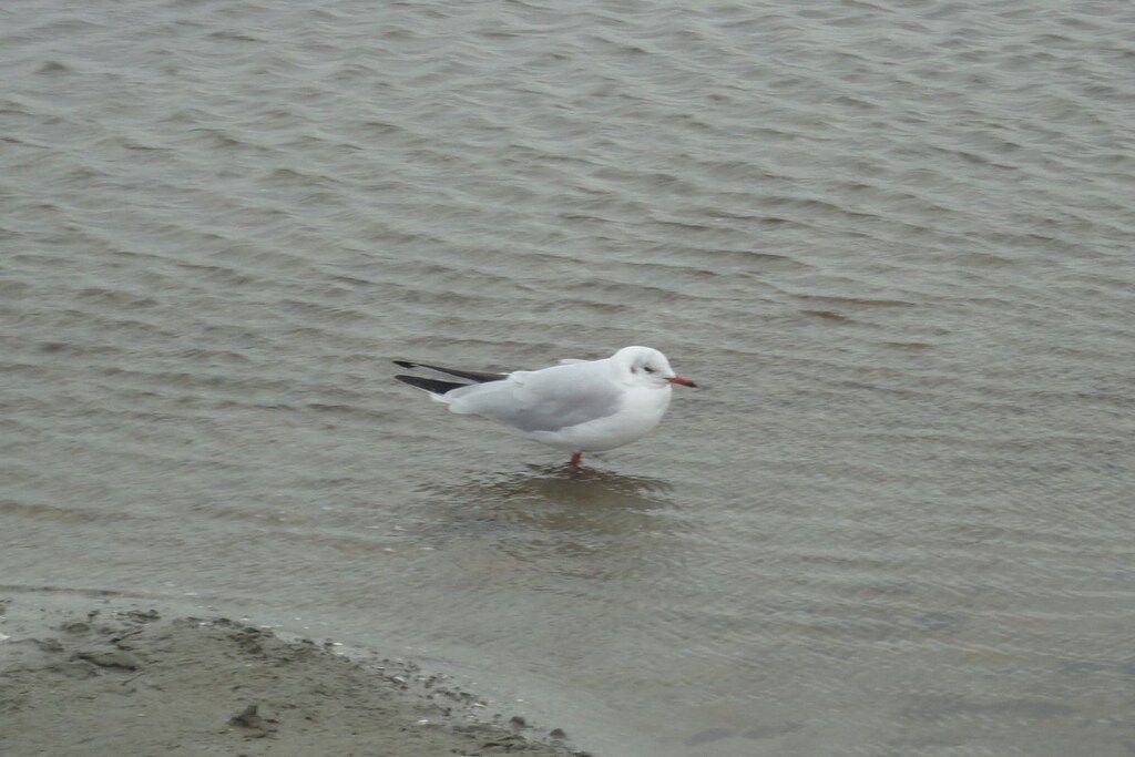 A bird standing in shallow water.