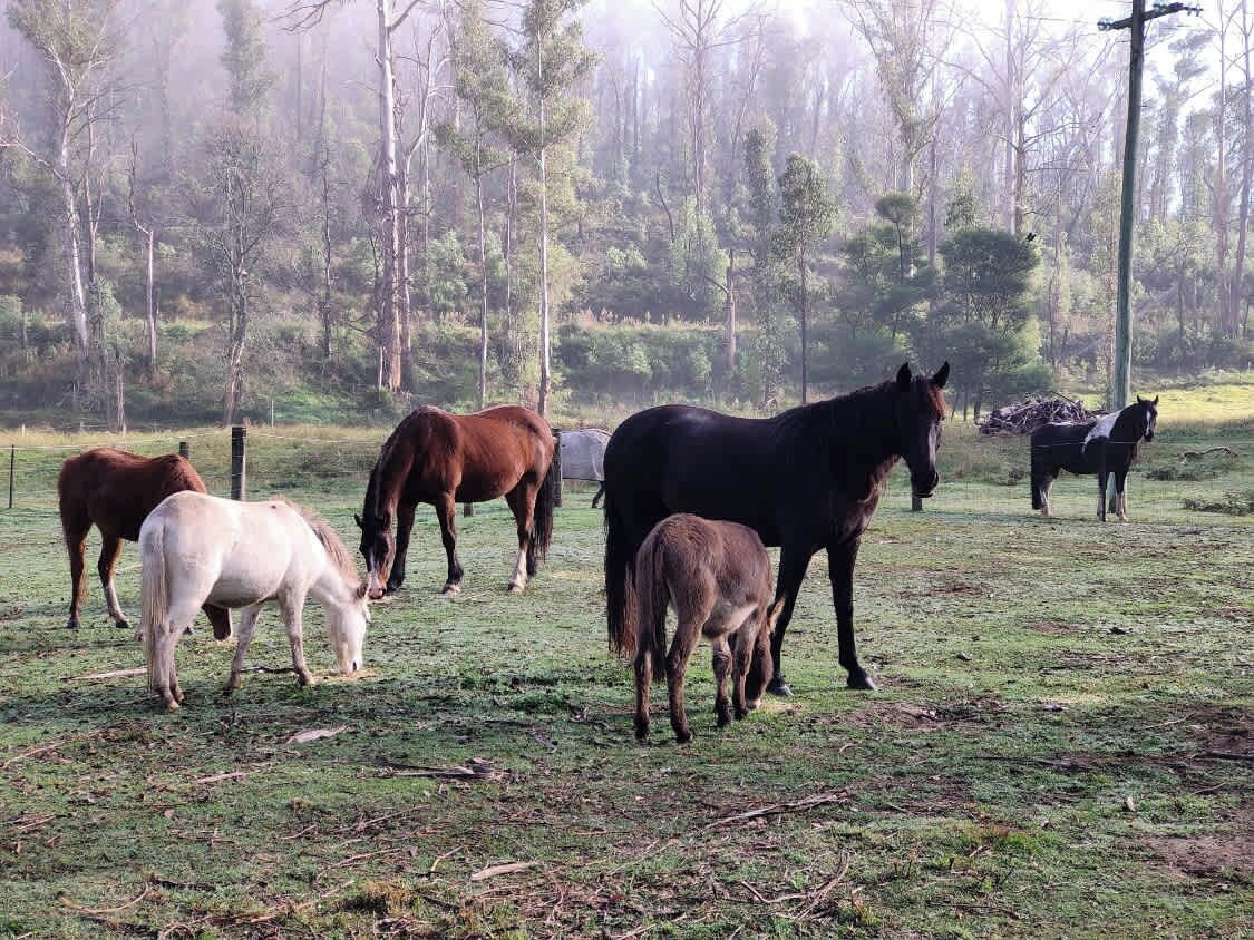 A group of horses grazing in a grassy field with trees in the background.