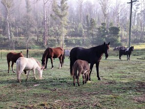 A group of horses grazing in a grassy field with trees in the background.