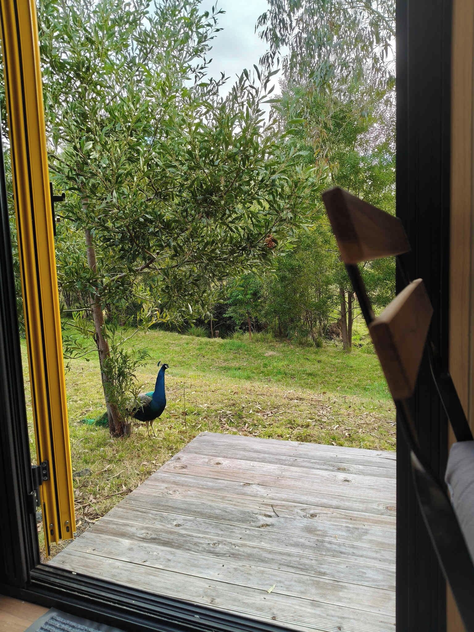 A peacock standing on a wooden deck with a view of a lush garden and trees.