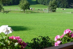 A green field with cows and trees in the background. - Holiday apartment with 1 bedroom (Bernau am Chiemsee)