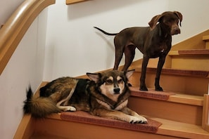 A dog lying on a carpeted staircase with a wooden handrail. - Holiday apartment with 2 bedrooms (Oberstaufen \/ Allgäu)