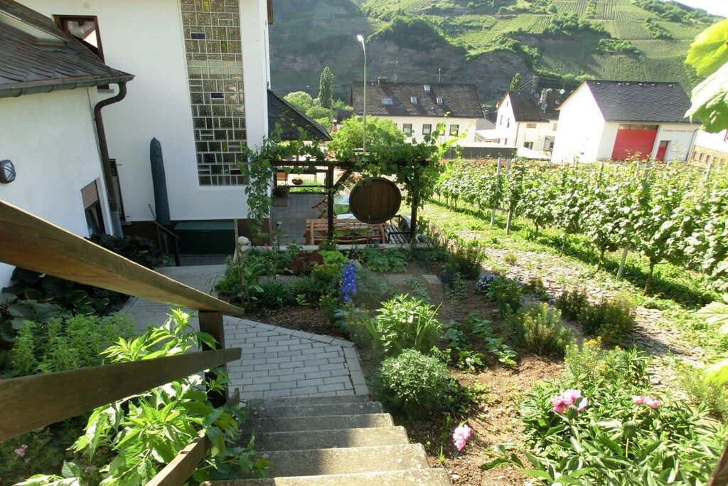 A vineyard with a staircase leading to a building, surrounded by greenery and a hillside in the background.