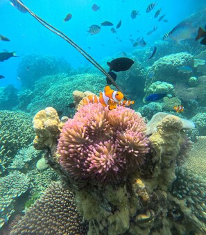 Una scena subacquea con una barriera corallina, diverse specie di pesci e un anemone ben visibile.