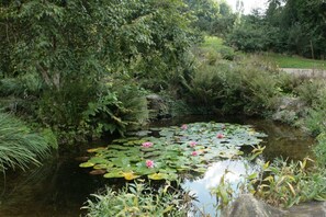 A pond with water lilies surrounded by dense foliage.