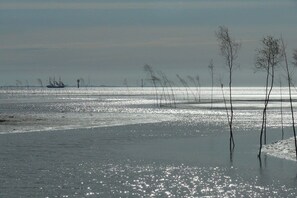 Une plage avec un navire visible au loin et des arbres sans feuilles sur le rivage.
