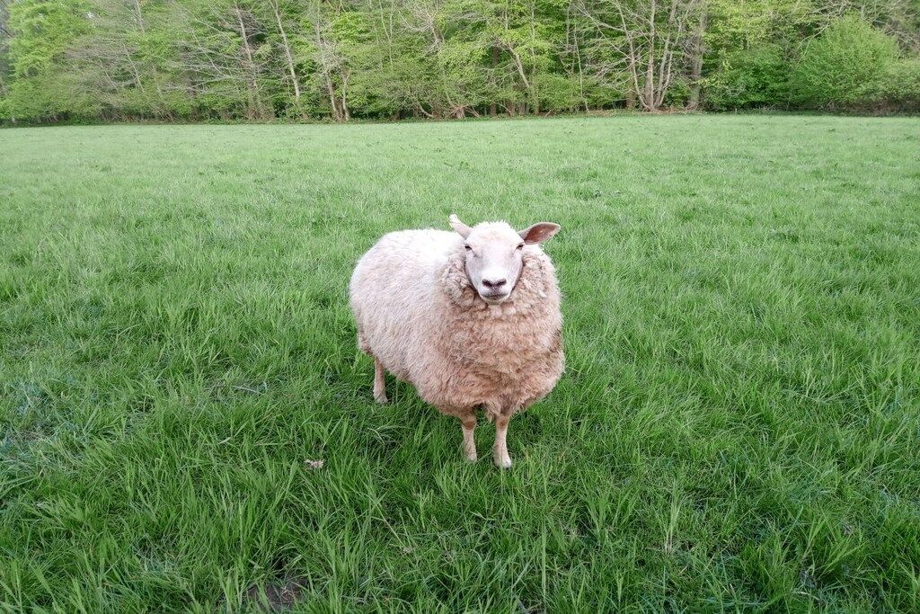 Una sola ovella de peu en un camp de gespa.