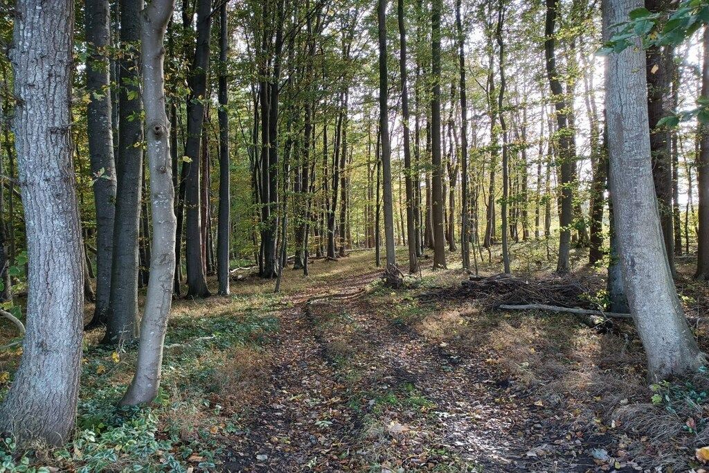 A forested area with a dirt path.