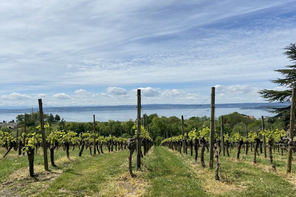 A vineyard with rows of grapevines and a body of water in the background.