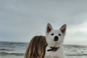 A dog with a black collar on a beach with waves in the background. - Holiday apartment Deichblick (Dangast)