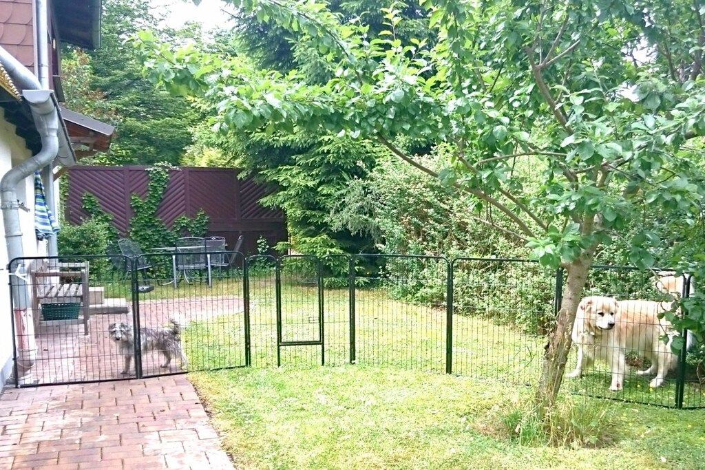 A fenced outdoor area with a dog, a tree, and a building in the background.