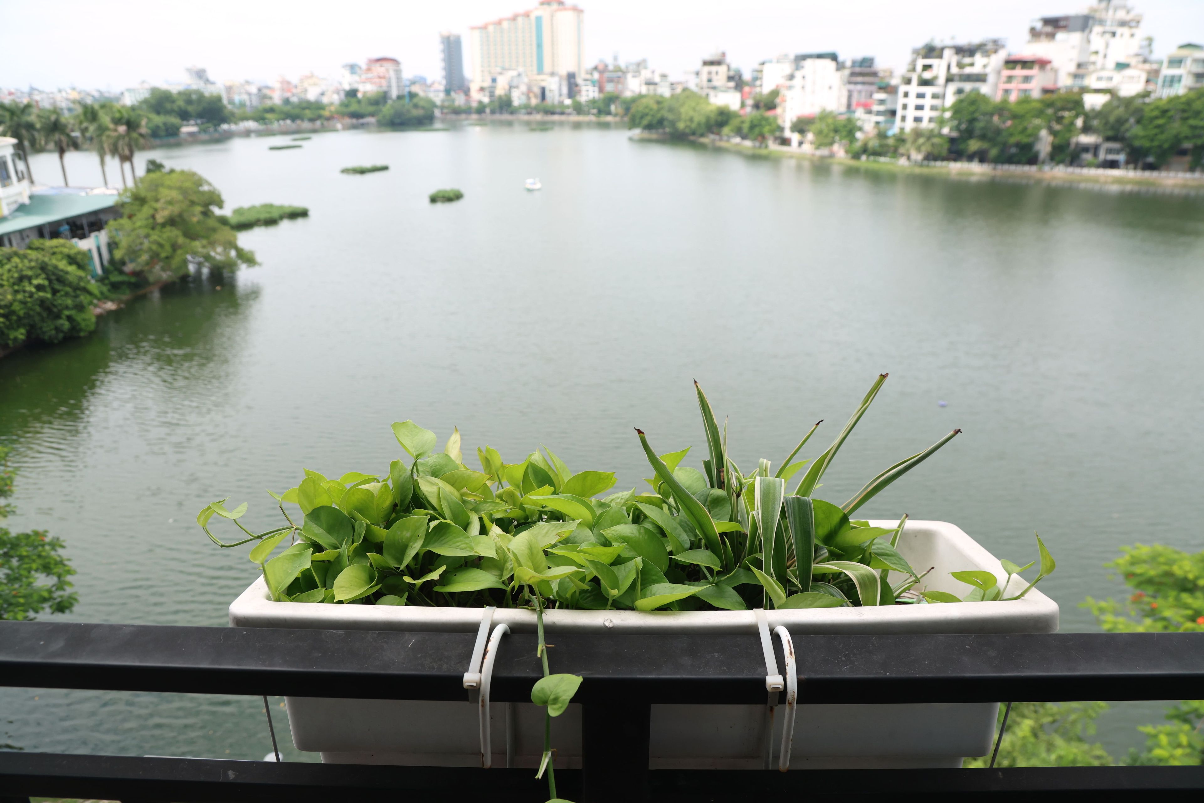 Vista de um rio com paisagem urbana ao fundo, grade de varanda e um vaso com plantas verdes.