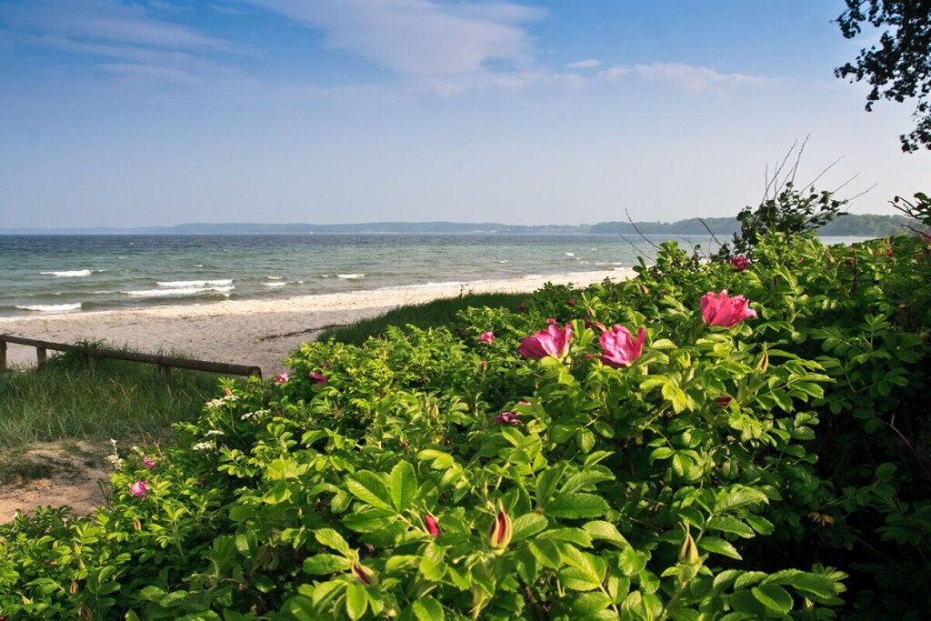 Ein Strand mit sandigem Ufer, einer Holzumzäunung und üppigem Grün mit rosa Blüten.