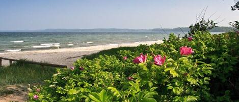 Ein Strand mit sandigem Ufer, einer Holzumzäunung und üppigem Grün mit rosa Blüten.