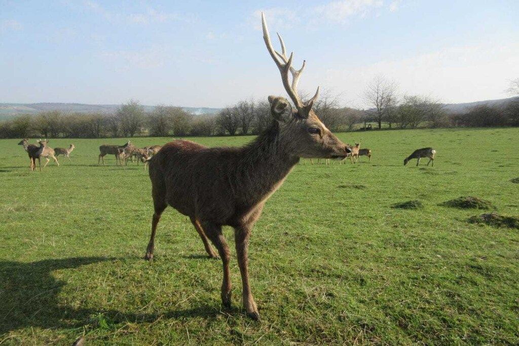 Un cerf dans un champ d’herbe, avec d’autres cerfs en arrière-plan.