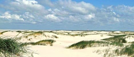 Ein Strand mit Dünen und vereinzelter Vegetation.