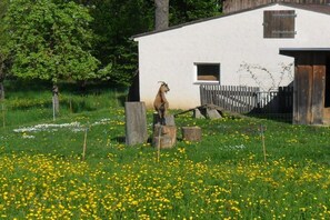 A goat statue in a field with a white building in the background. - Holiday farm Kleeblatt (Westheim)