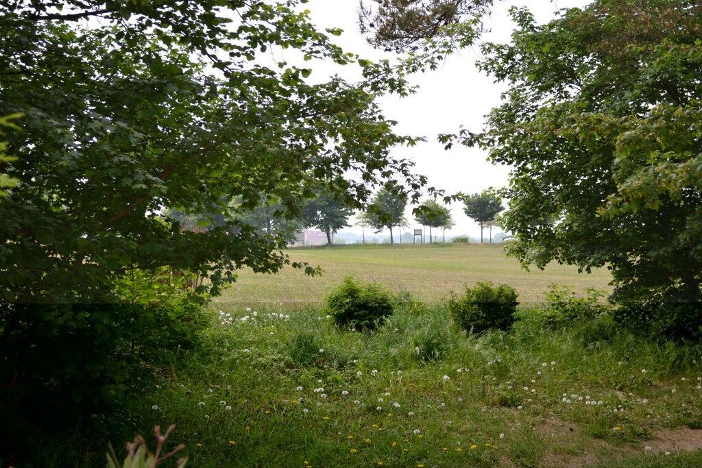 Ett naturligt landskap med träd, gräs och maskrosor.