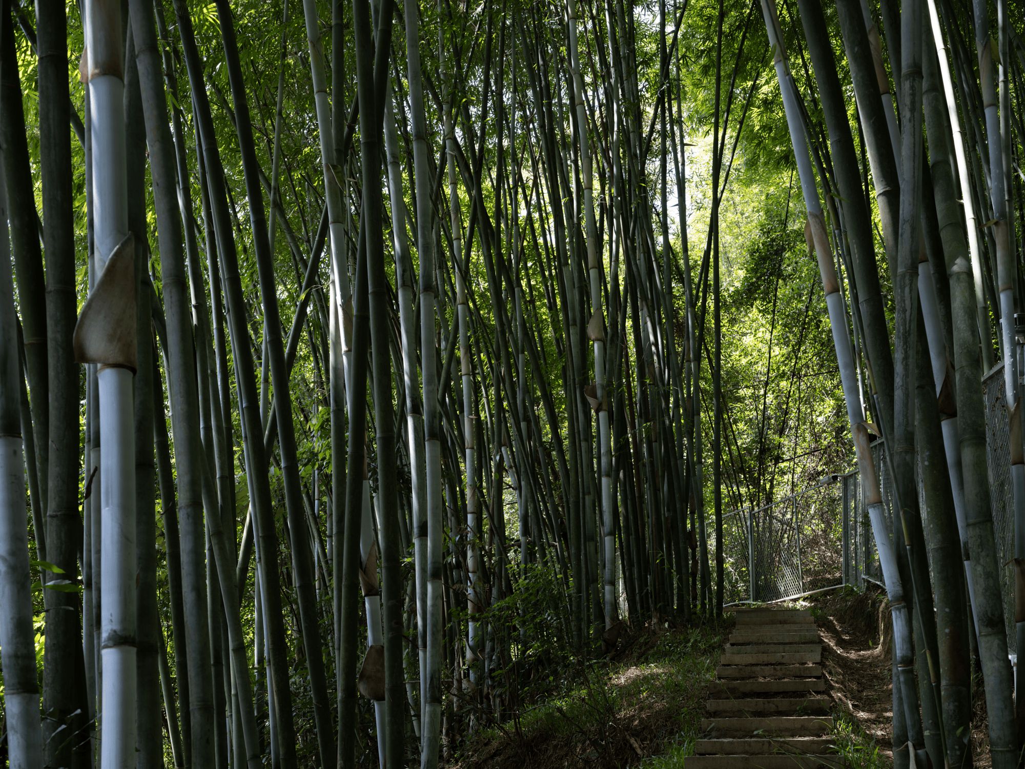 Un sendero bordeado por altos tallos de bambú que lleva a una escalera.