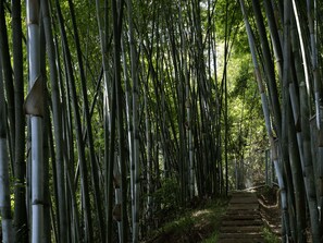 A pathway flanked by tall bamboo stalks leading to a staircase.