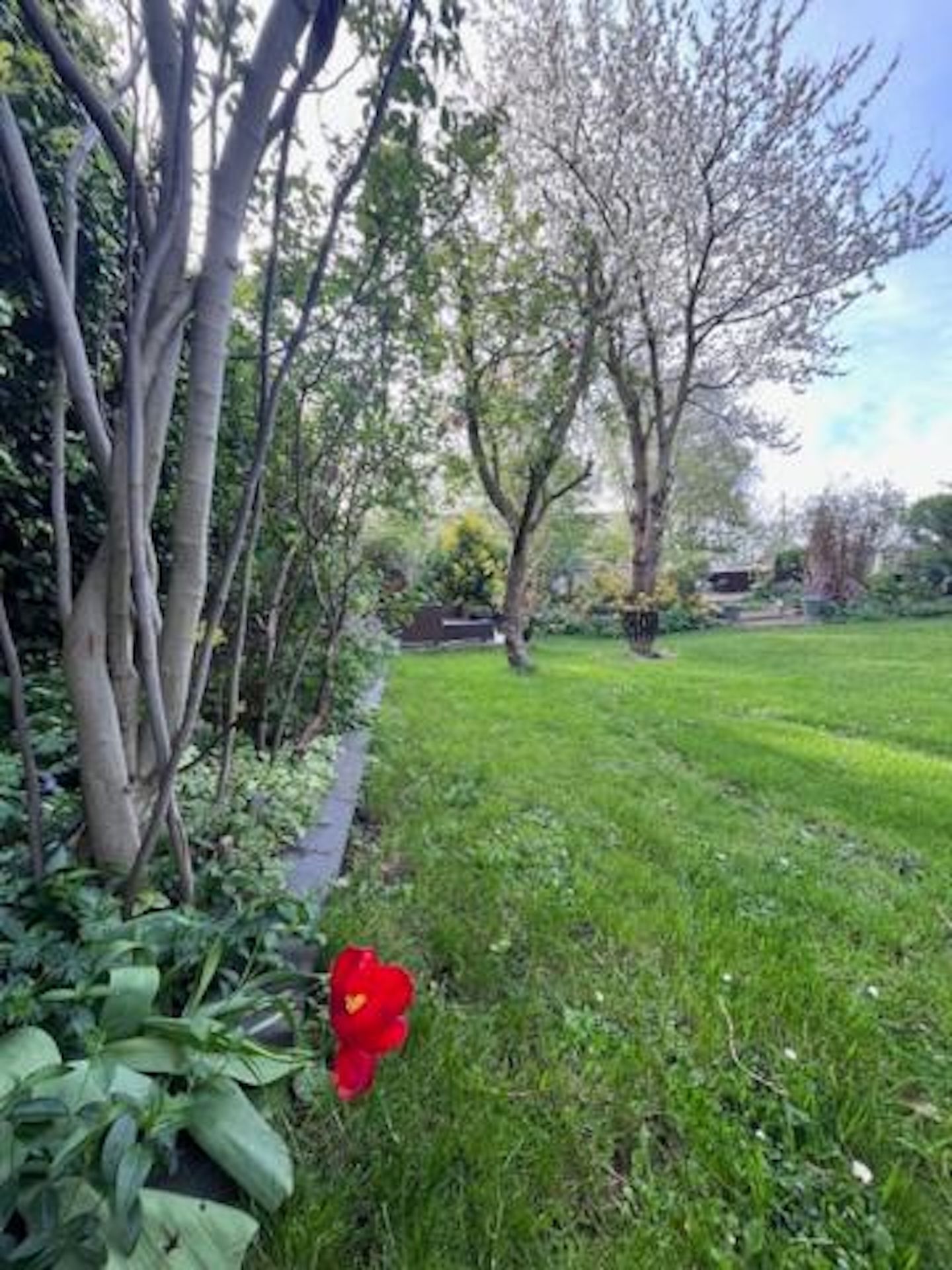 A grassy area with trees and a red flower in the foreground.