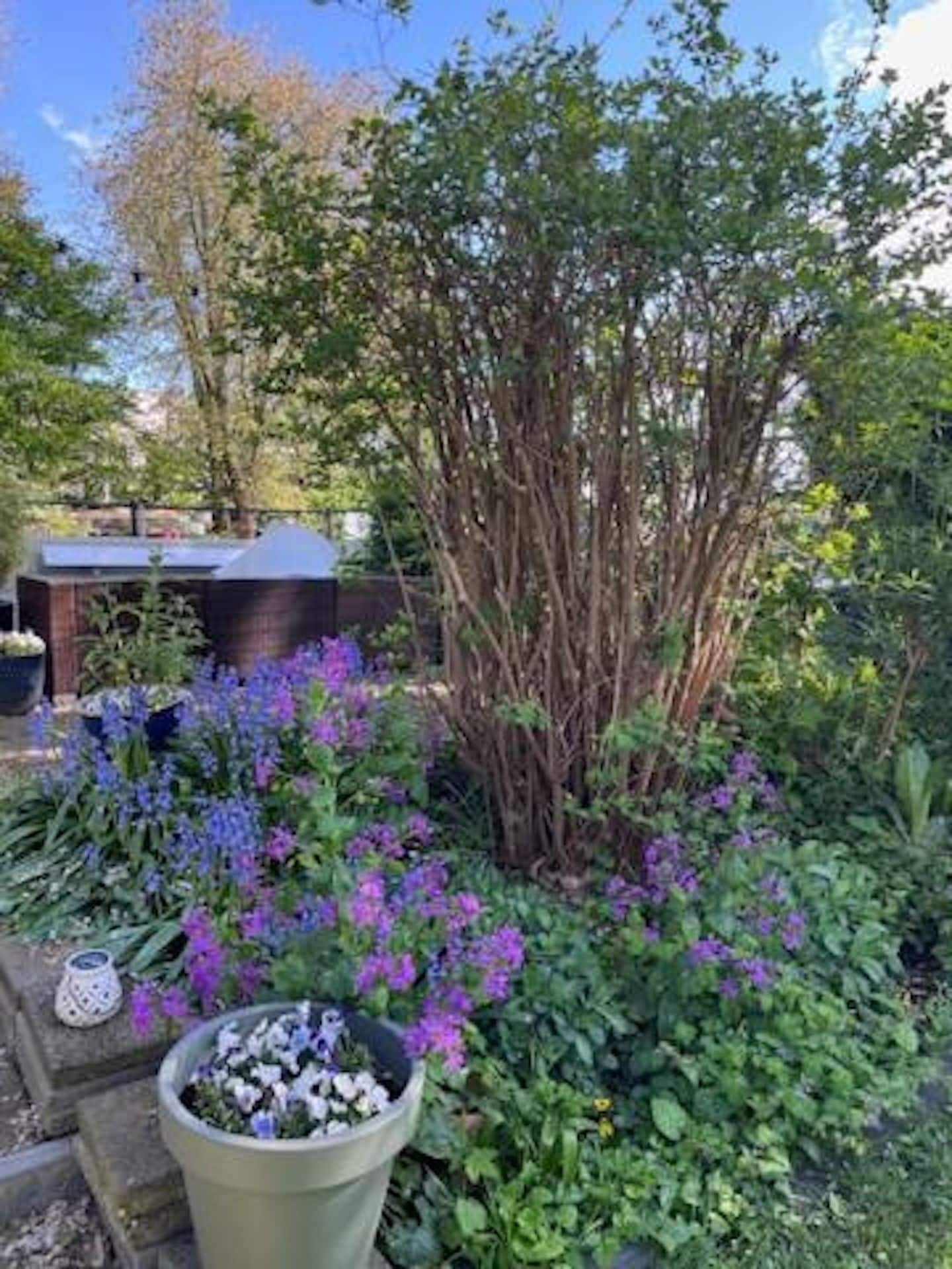 Un jardín con diversas plantas y una estructura de madera.