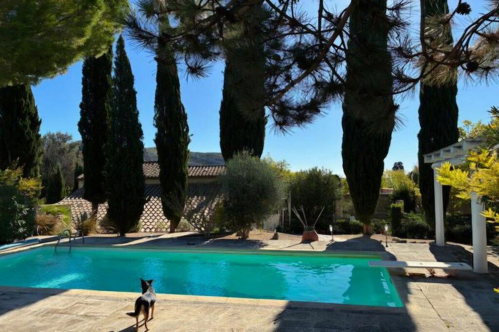A swimming pool with a dog, surrounded by tall trees and a building in the background.