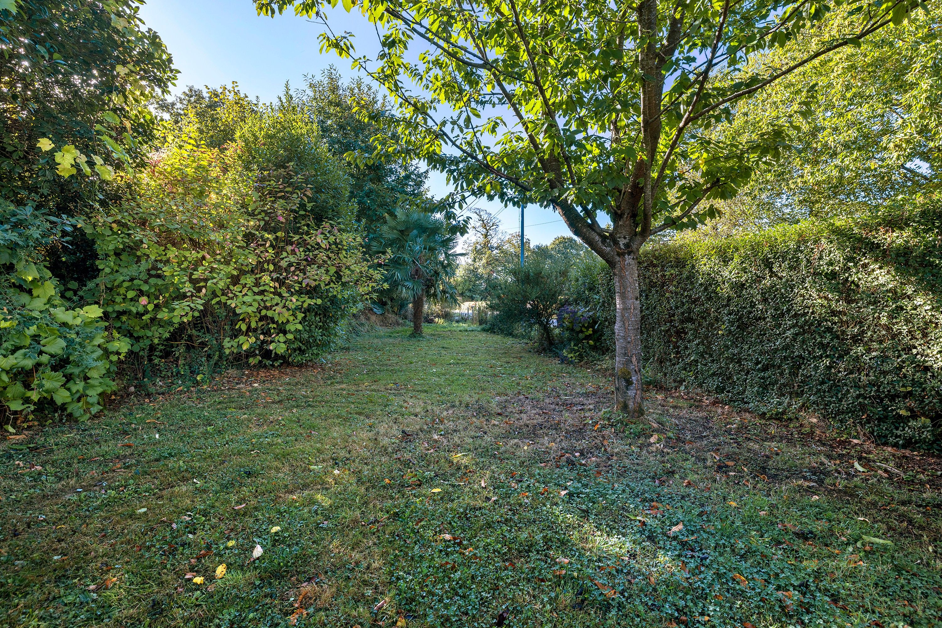 A garden with a variety of trees and shrubs, a grassy area, and a path leading through the greenery.