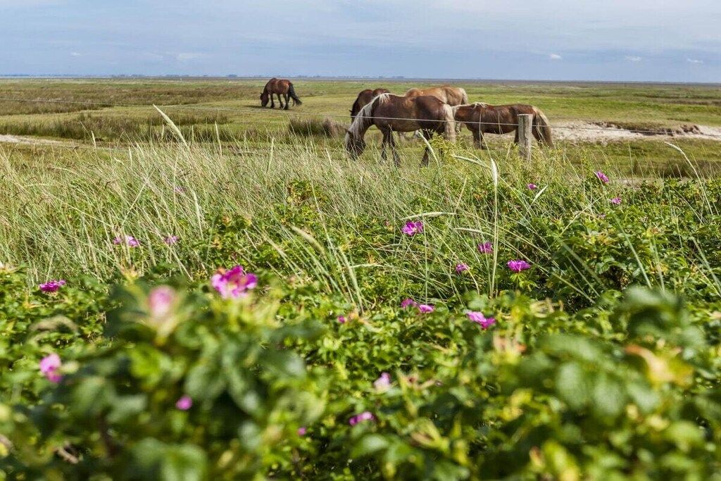 Campo gramado com cavalos pastando e uma cerca em primeiro plano.