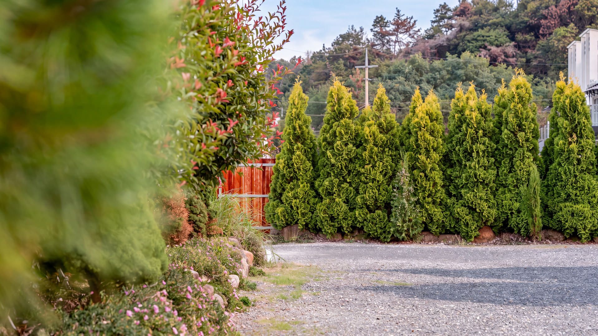 A gravel road with a row of coniferous trees and a wooden fence in the background.