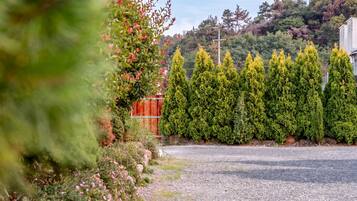 A gravel road with a row of coniferous trees and a wooden fence in the background.