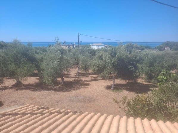 An olive grove with a clear view of the sea in the background.